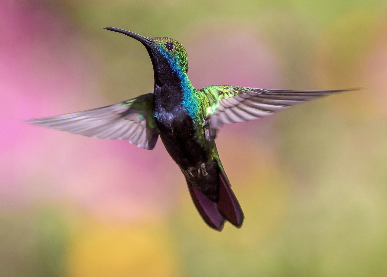 Urban Birding: The Role of Birds in Sustainable Cities